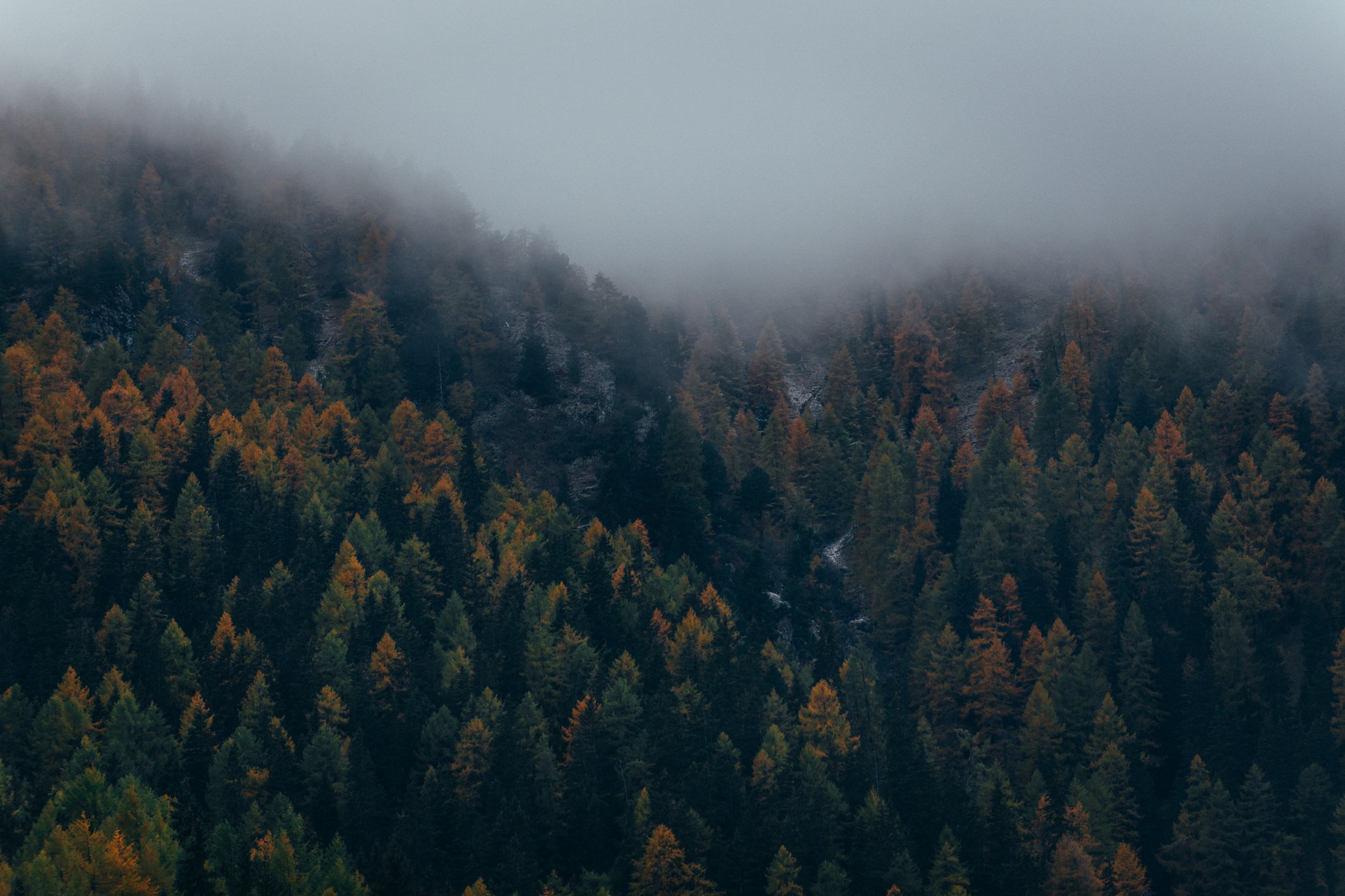 Moody Capture of Mountain Forest with Morning Mist